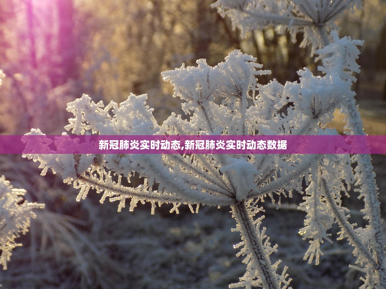 新冠肺炎实时动态,新冠肺炎实时动态数据