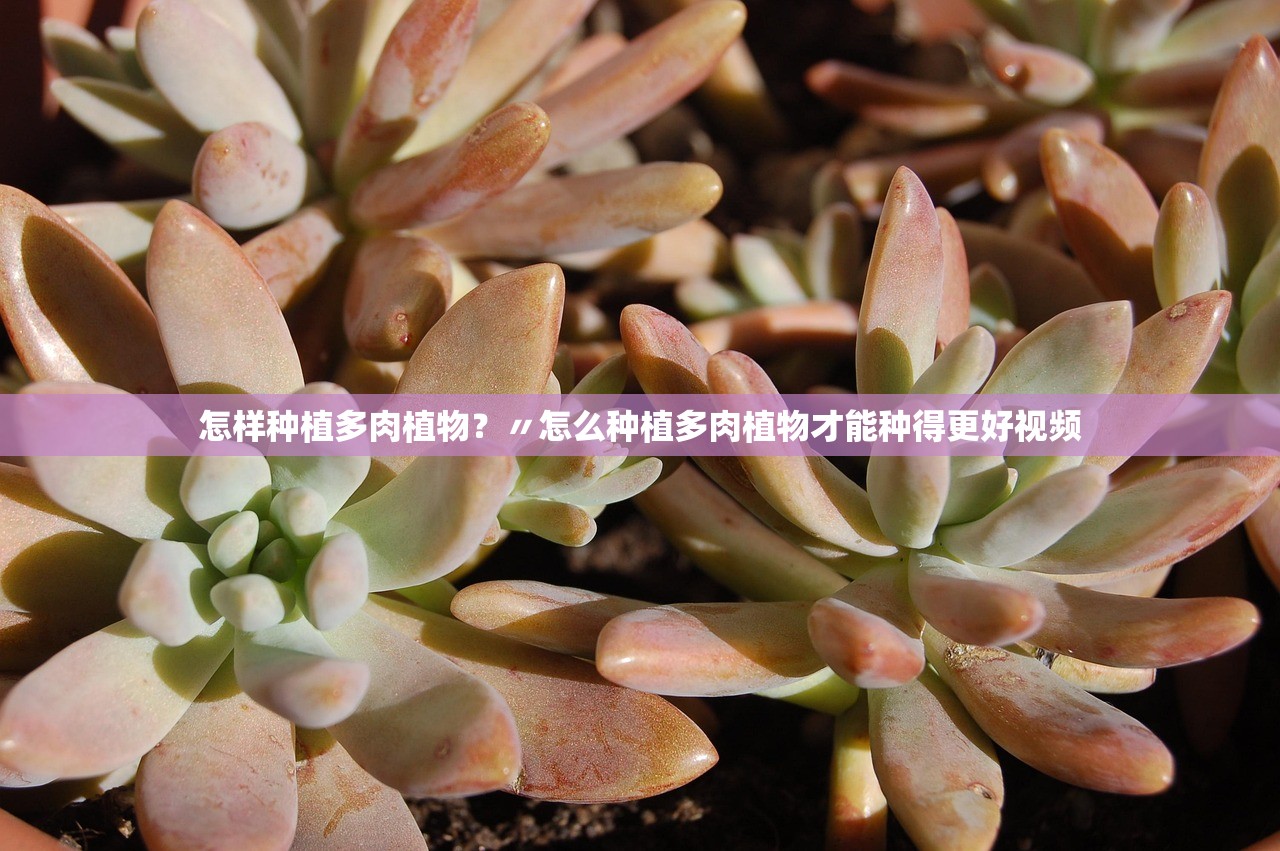 怎样种植多肉植物？〃怎么种植多肉植物才能种得更好视频