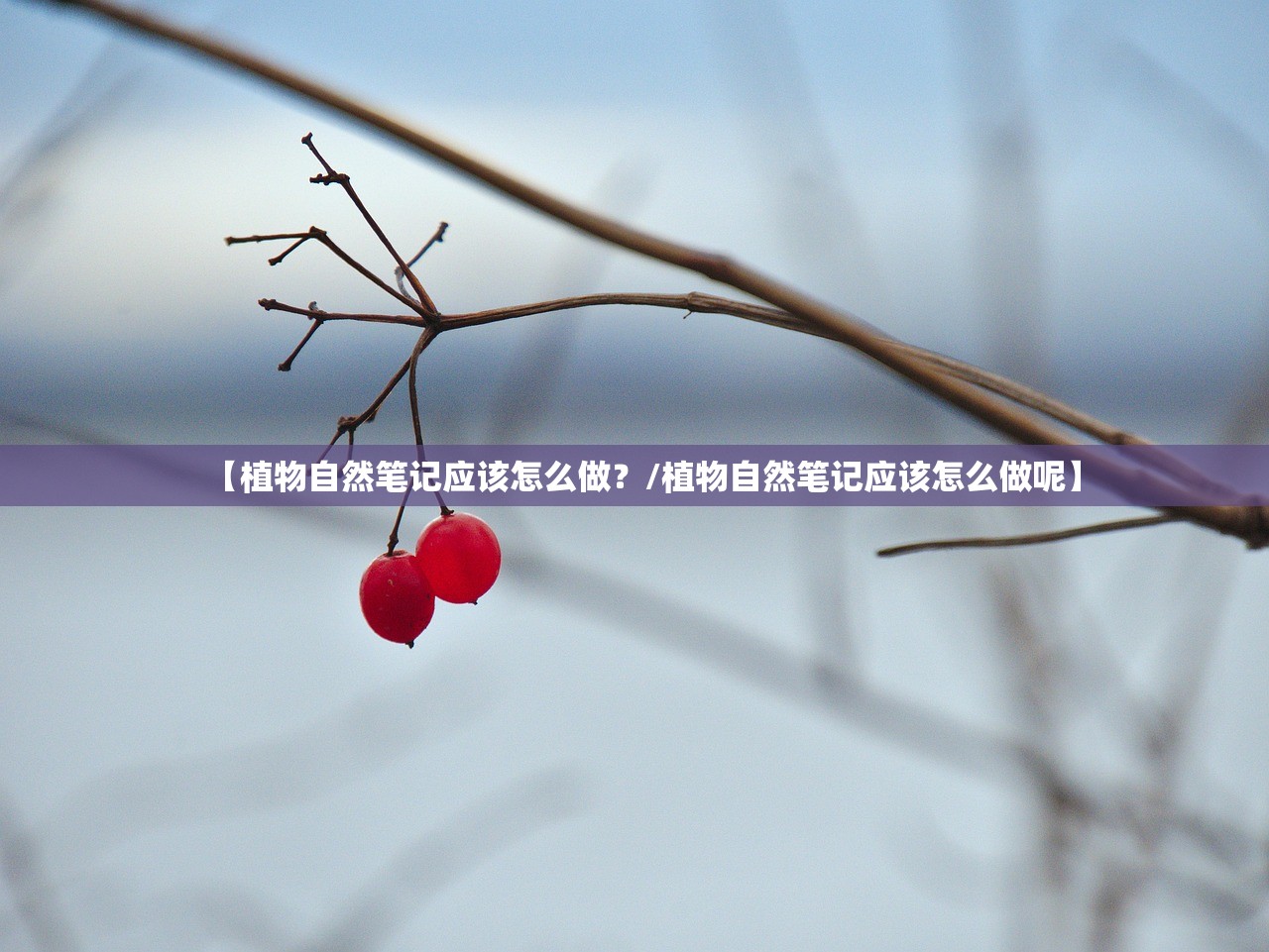 【植物自然笔记应该怎么做？/植物自然笔记应该怎么做呢】