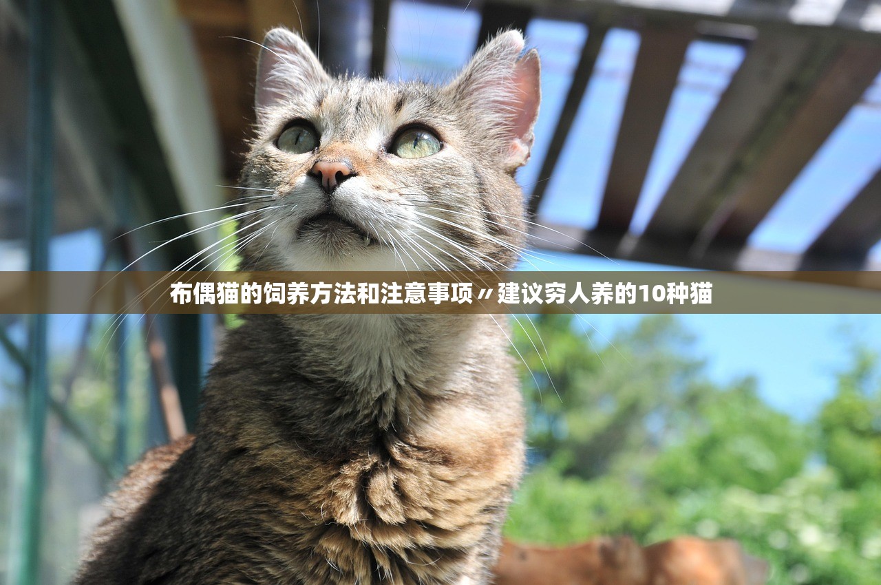 布偶猫的饲养方法和注意事项〃建议穷人养的10种猫