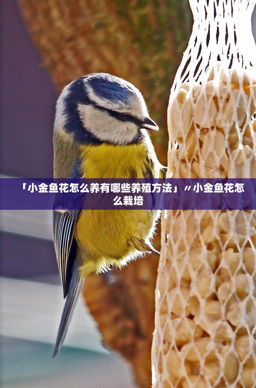 「小金鱼花怎么养有哪些养殖方法」〃小金鱼花怎么栽培 「小金鱼花怎么养有哪些养殖方法」〃小金鱼花怎么栽培