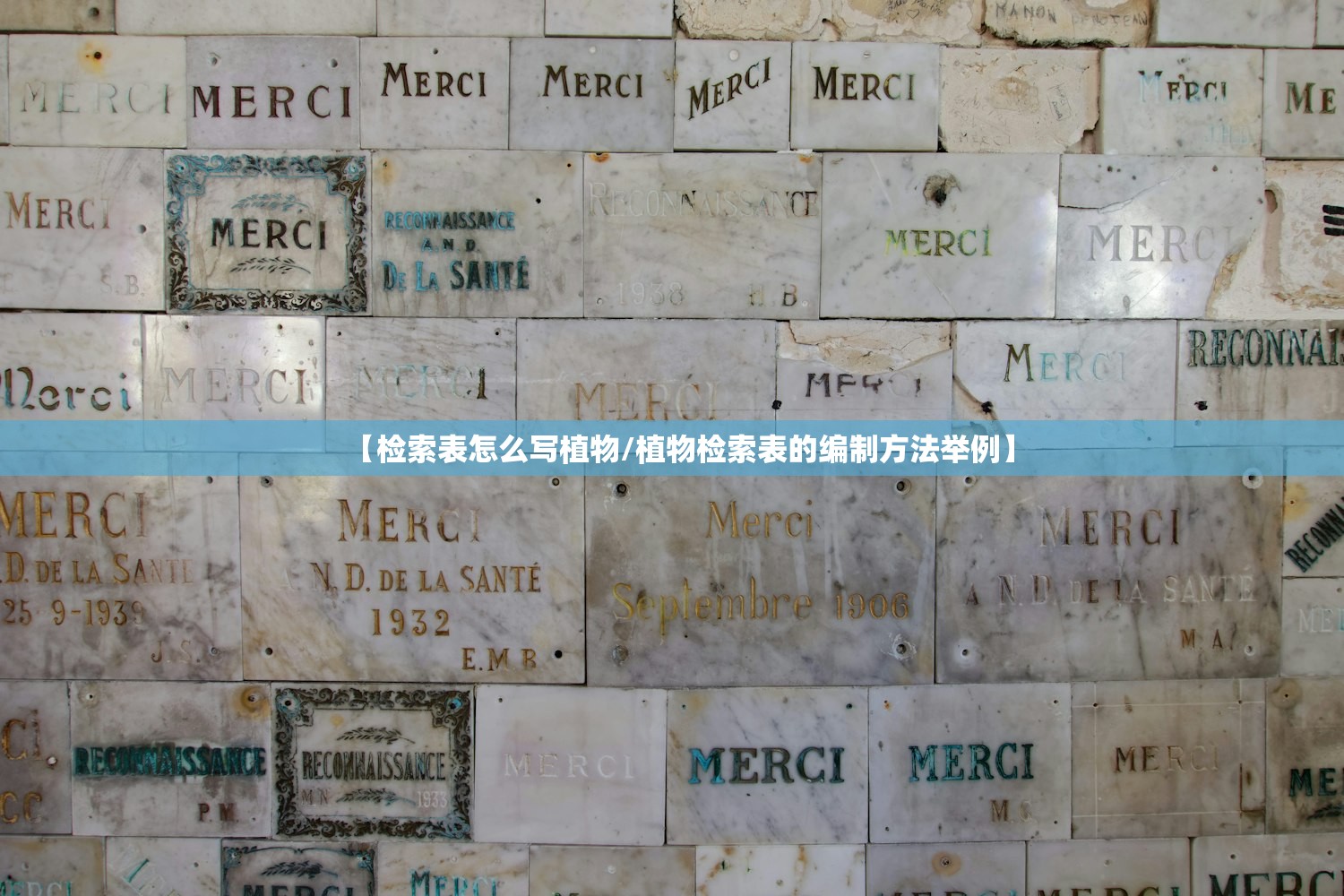 【检索表怎么写植物/植物检索表的编制方法举例】 【检索表怎么写植物/植物检索表的编制方法举例】