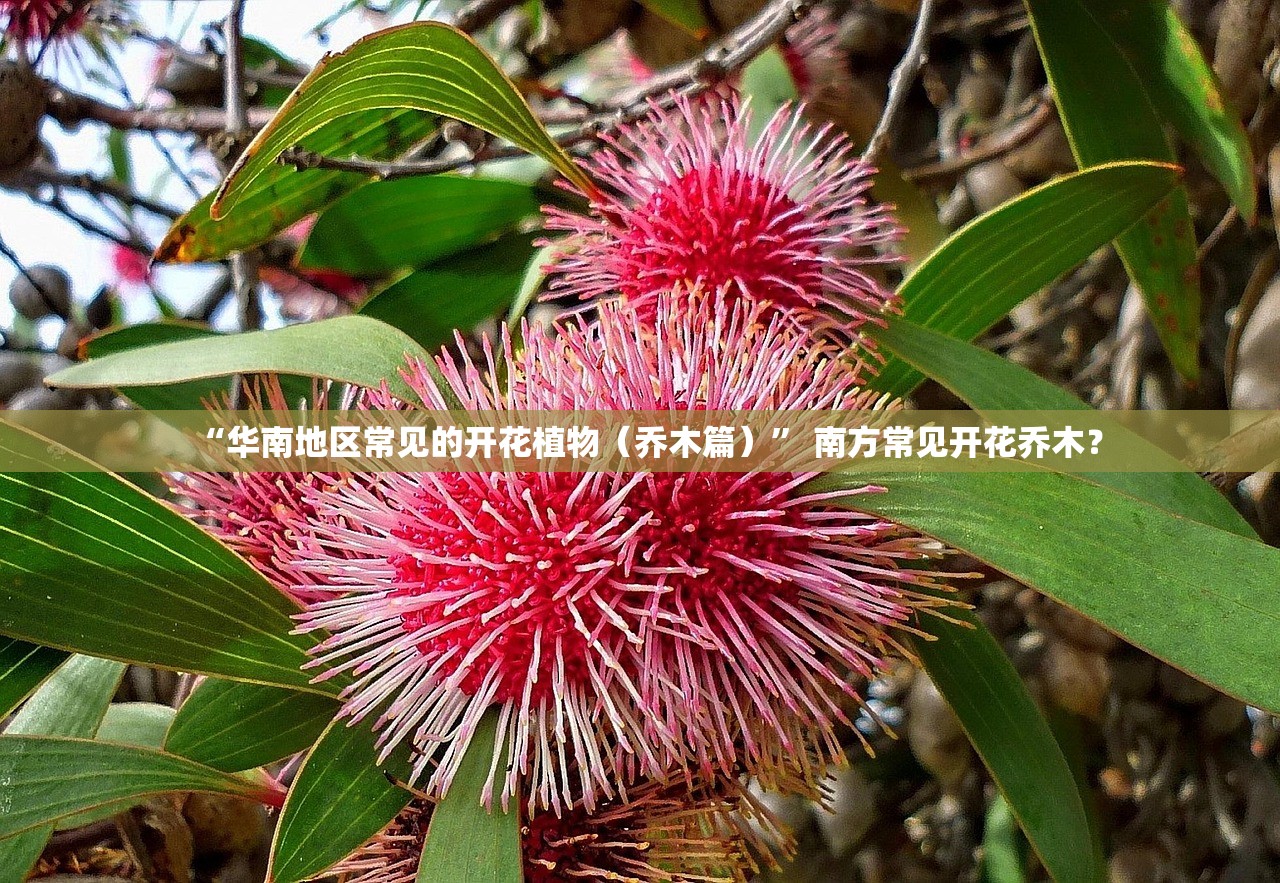 “华南地区常见的开花植物（乔木篇）	” 南方常见开花乔木？