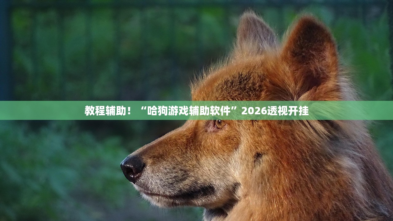 教程辅助！“哈狗游戏辅助软件	”2026透视开挂