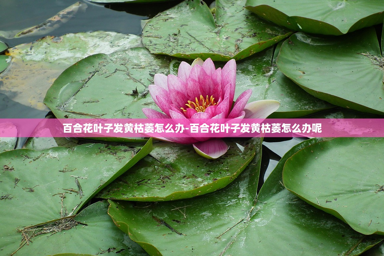 百合花叶子发黄枯萎怎么办-百合花叶子发黄枯萎怎么办呢 百合花叶子发黄枯萎怎么办-百合花叶子发黄枯萎怎么办呢