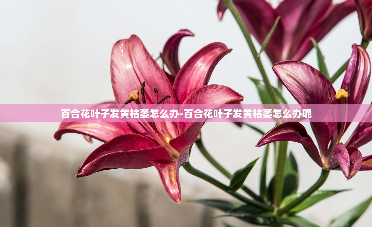 百合花叶子发黄枯萎怎么办-百合花叶子发黄枯萎怎么办呢 百合花叶子发黄枯萎怎么办-百合花叶子发黄枯萎怎么办呢