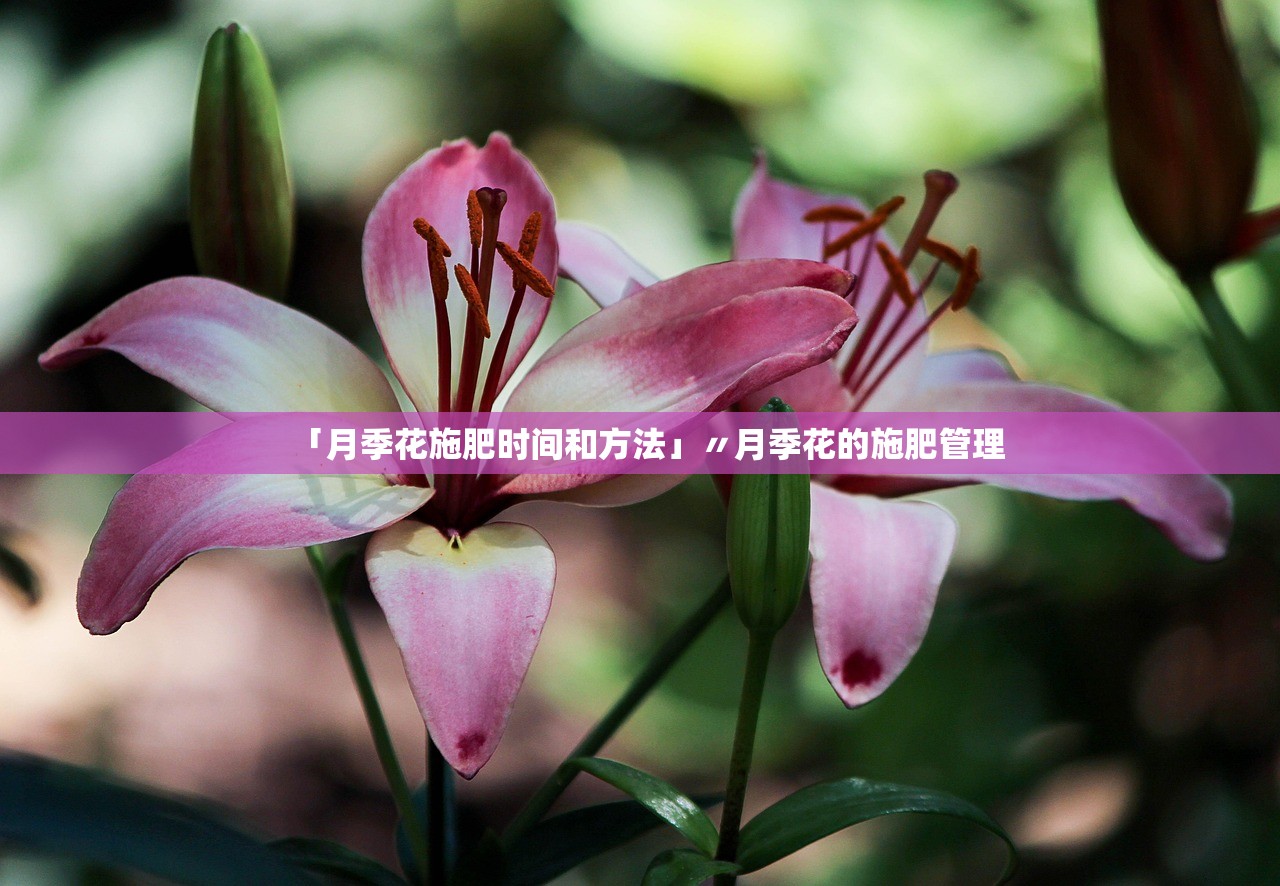 「月季花施肥时间和方法」〃月季花的施肥管理 「月季花施肥时间和方法」〃月季花的施肥管理