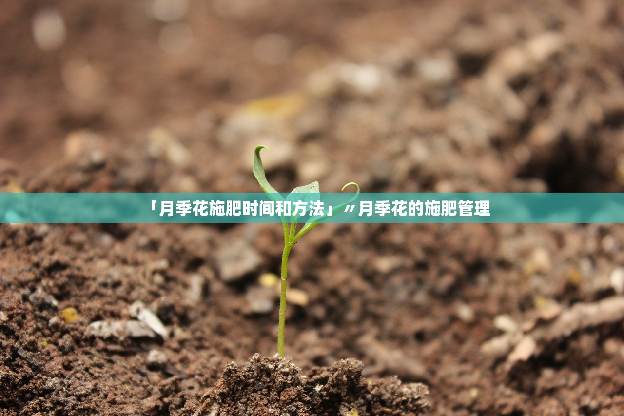 「月季花施肥时间和方法」〃月季花的施肥管理 「月季花施肥时间和方法」〃月季花的施肥管理