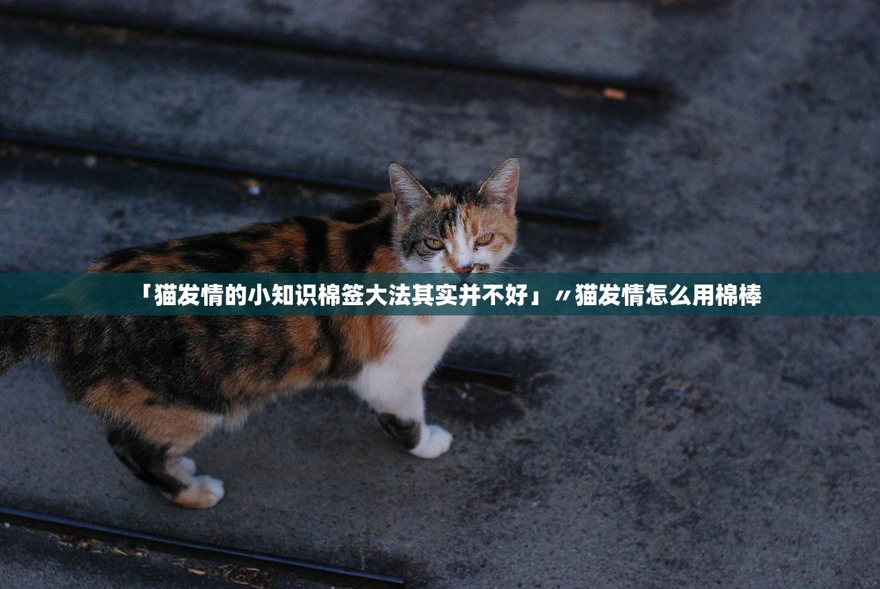 「猫发情的小知识棉签大法其实并不好」〃猫发情怎么用棉棒 「猫发情的小知识棉签大法其实并不好」〃猫发情怎么用棉棒