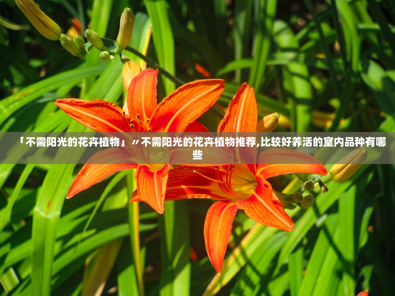 「不需阳光的花卉植物」〃不需阳光的花卉植物推荐,比较好养活的室内品种有哪些 「不需阳光的花卉植物」〃不需阳光的花卉植物推荐,比较好养活的室内品种有哪些