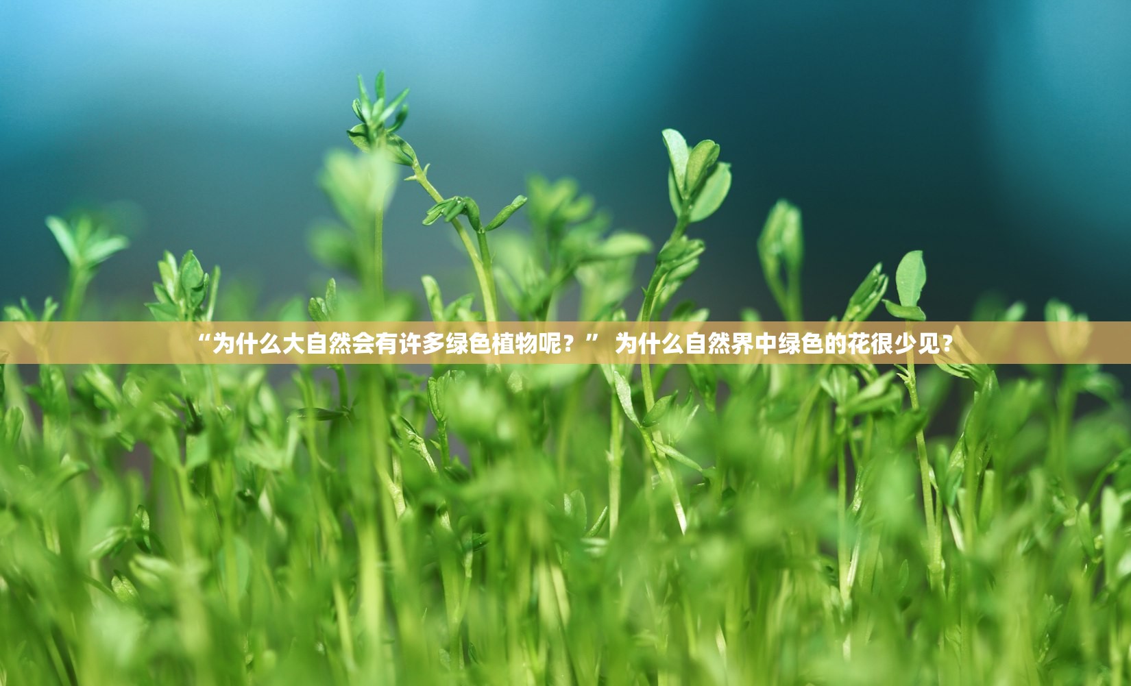 “为什么大自然会有许多绿色植物呢？	” 为什么自然界中绿色的花很少见？