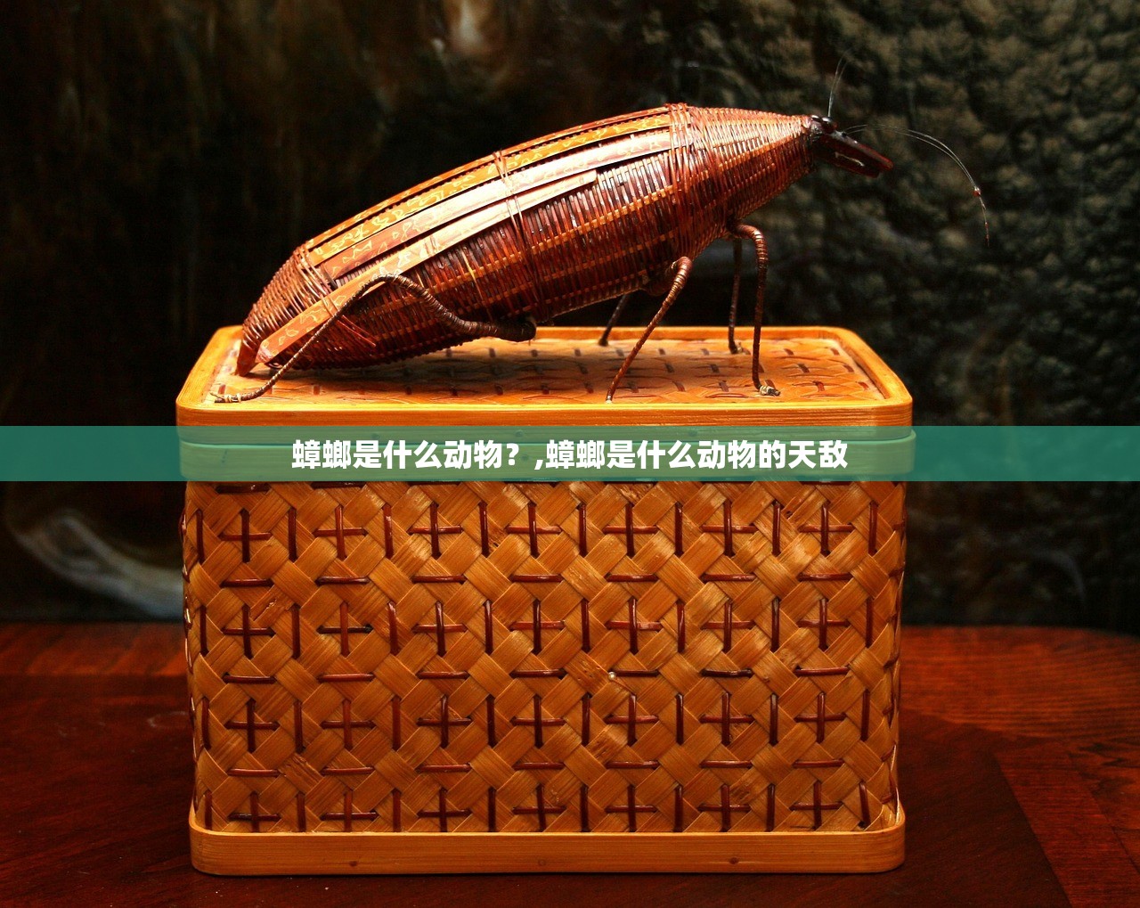 蟑螂是什么动物?,蟑螂是什么动物的天敌 蟑螂是什么动物?,蟑螂是什么动物的天敌