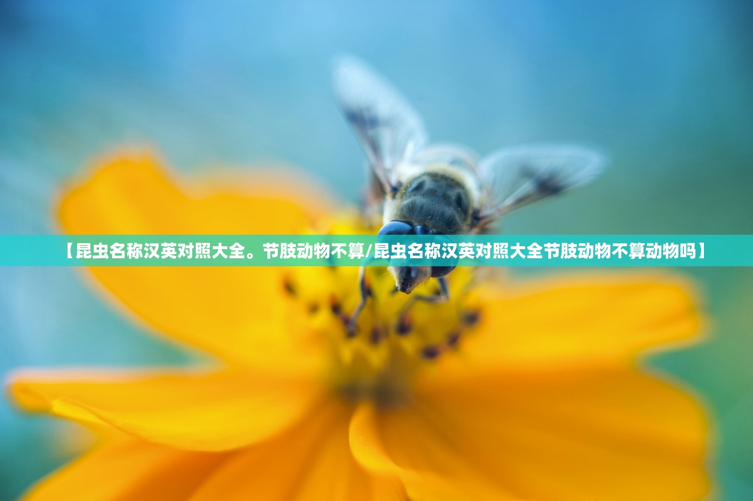 【昆虫名称汉英对照大全。节肢动物不算/昆虫名称汉英对照大全节肢动物不算动物吗】