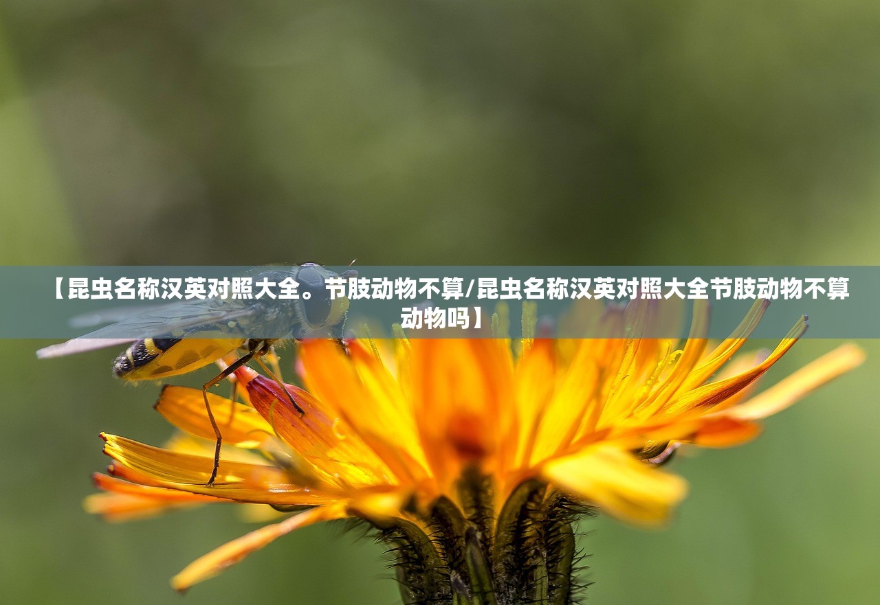 【昆虫名称汉英对照大全	。节肢动物不算/昆虫名称汉英对照大全节肢动物不算动物吗】