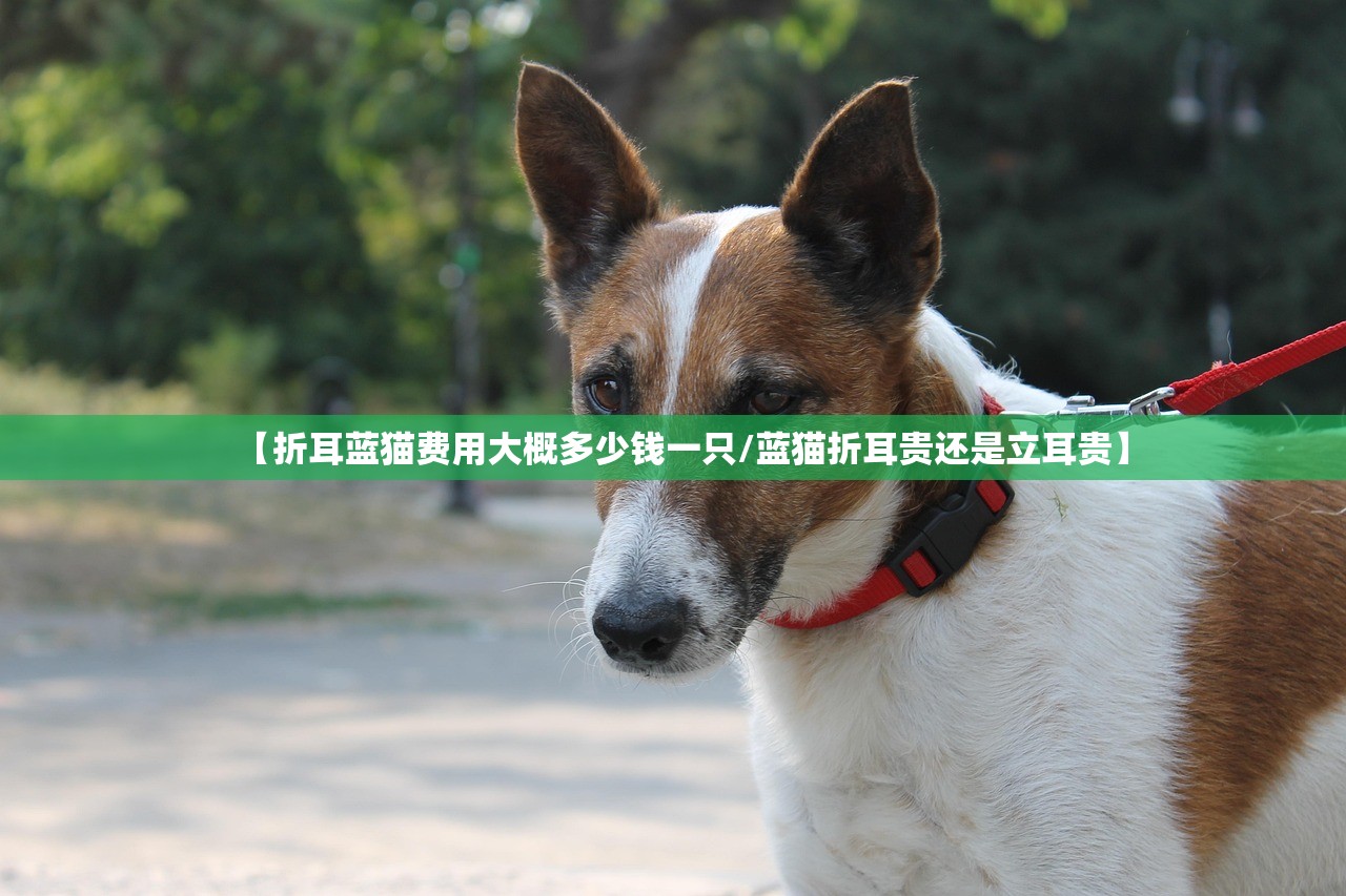【折耳蓝猫费用大概多少钱一只/蓝猫折耳贵还是立耳贵】 【折耳蓝猫费用大概多少钱一只/蓝猫折耳贵还是立耳贵】
