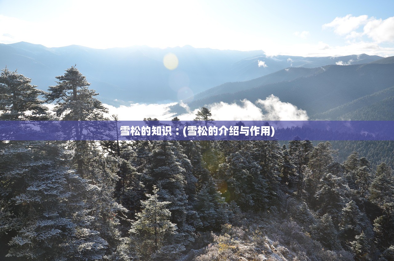 雪松的知识︰(雪松的介绍与作用) 雪松的知识︰(雪松的介绍与作用)