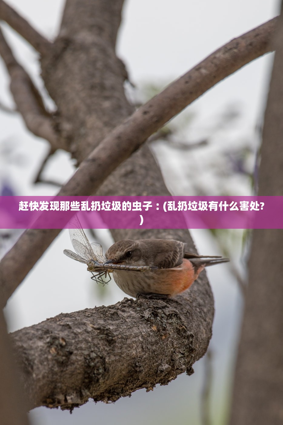 赶快发现那些乱扔垃圾的虫子︰(乱扔垃圾有什么害处?)