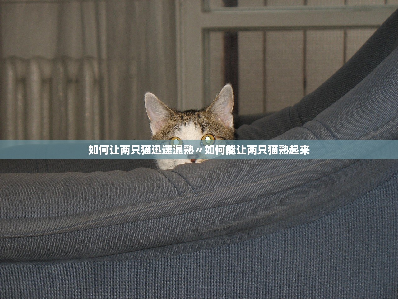 如何让两只猫迅速混熟〃如何能让两只猫熟起来 如何让两只猫迅速混熟〃如何能让两只猫熟起来