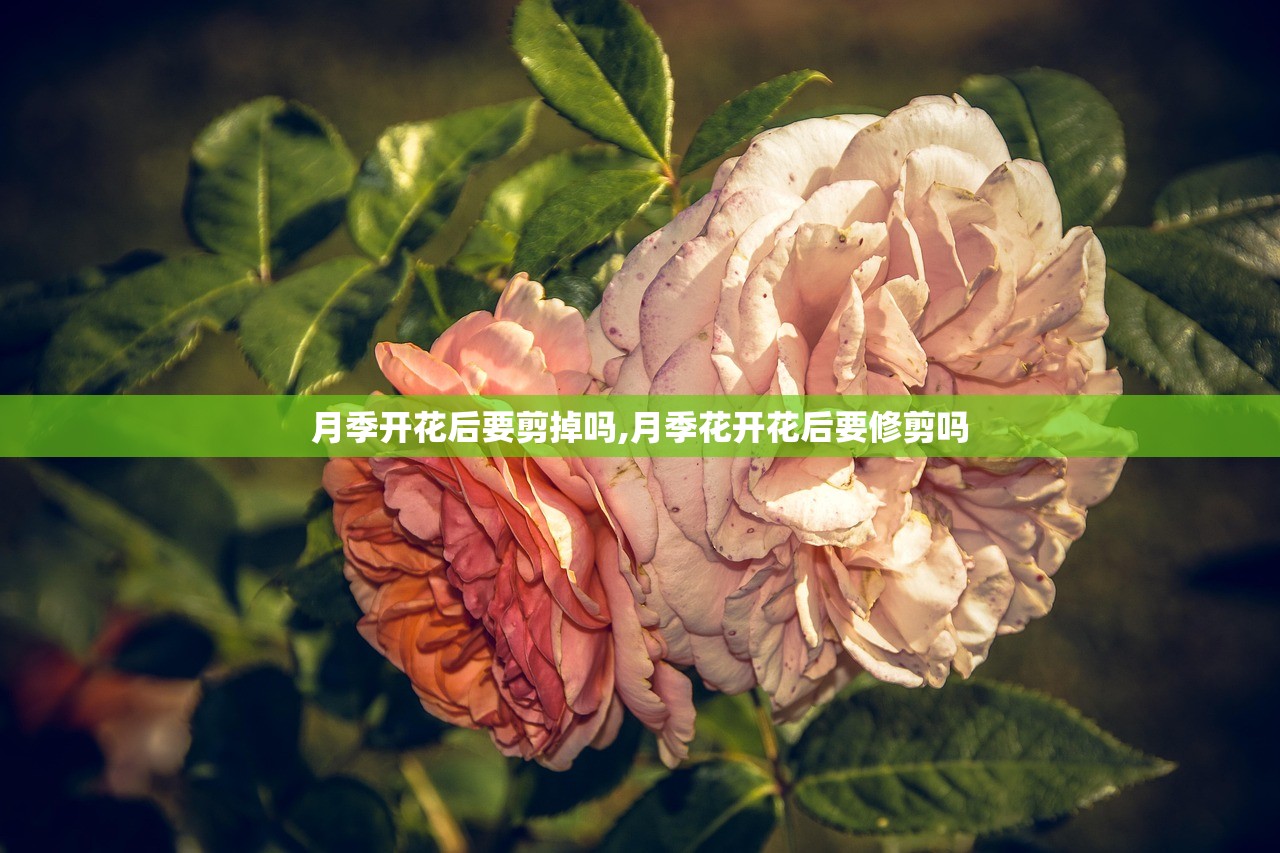 月季开花后要剪掉吗,月季花开花后要修剪吗 月季开花后要剪掉吗,月季花开花后要修剪吗