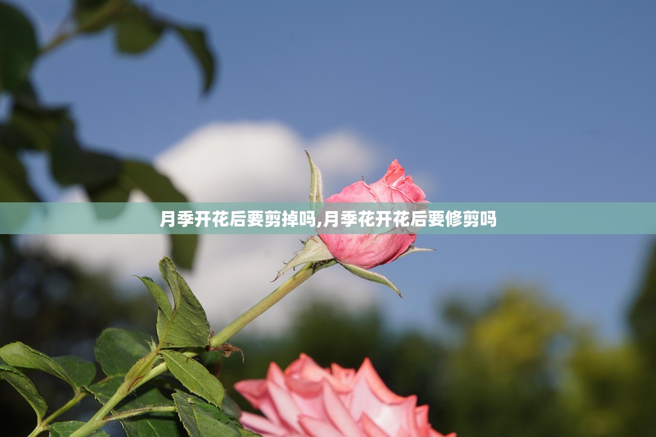 月季开花后要剪掉吗,月季花开花后要修剪吗 月季开花后要剪掉吗,月季花开花后要修剪吗