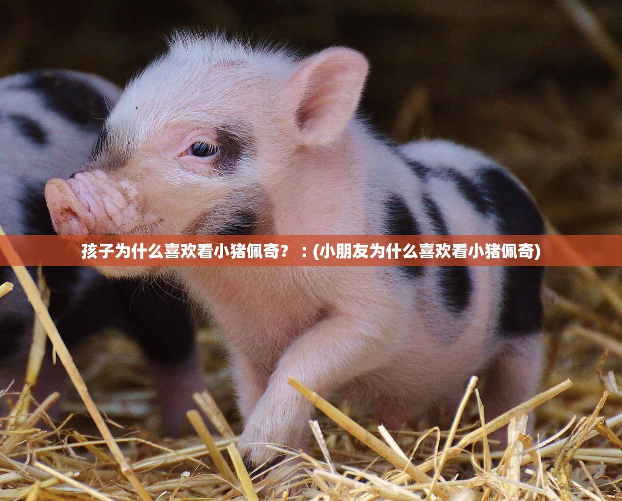 孩子为什么喜欢看小猪佩奇?︰(小朋友为什么喜欢看小猪佩奇) 孩子为什么喜欢看小猪佩奇?︰(小朋友为什么喜欢看小猪佩奇)