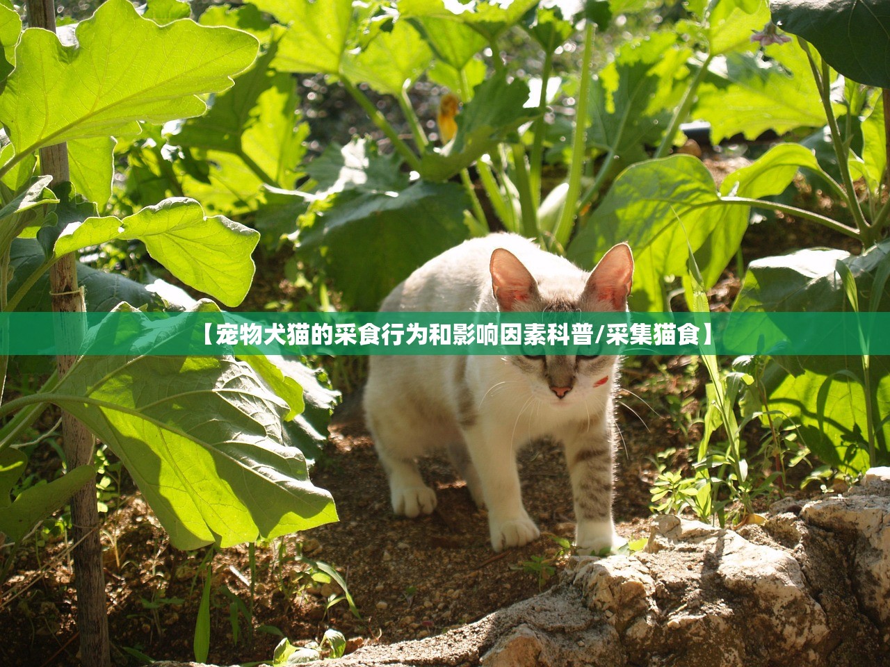 【宠物犬猫的采食行为和影响因素科普/采集猫食】 【宠物犬猫的采食行为和影响因素科普/采集猫食】