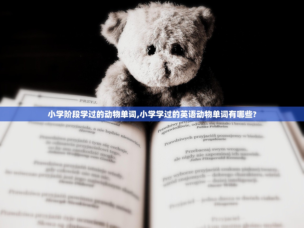 小学阶段学过的动物单词,小学学过的英语动物单词有哪些?