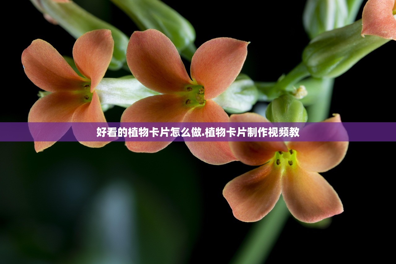 好看的植物卡片怎么做.植物卡片制作视频教 好看的植物卡片怎么做.植物卡片制作视频教