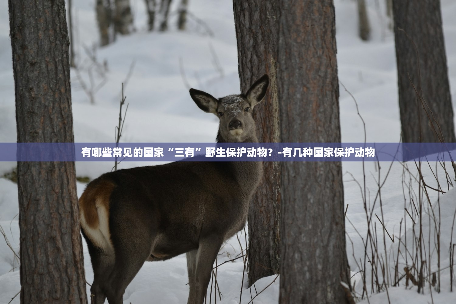 有哪些常见的国家“三有”野生保护动物？-有几种国家保护动物