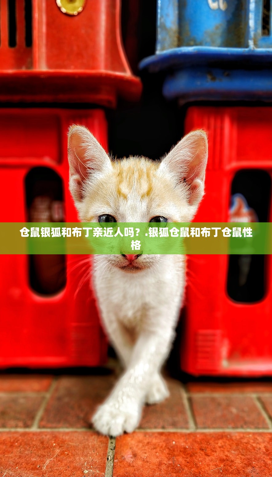 仓鼠银狐和布丁亲近人吗?.银狐仓鼠和布丁仓鼠性格 仓鼠银狐和布丁亲近人吗?.银狐仓鼠和布丁仓鼠性格
