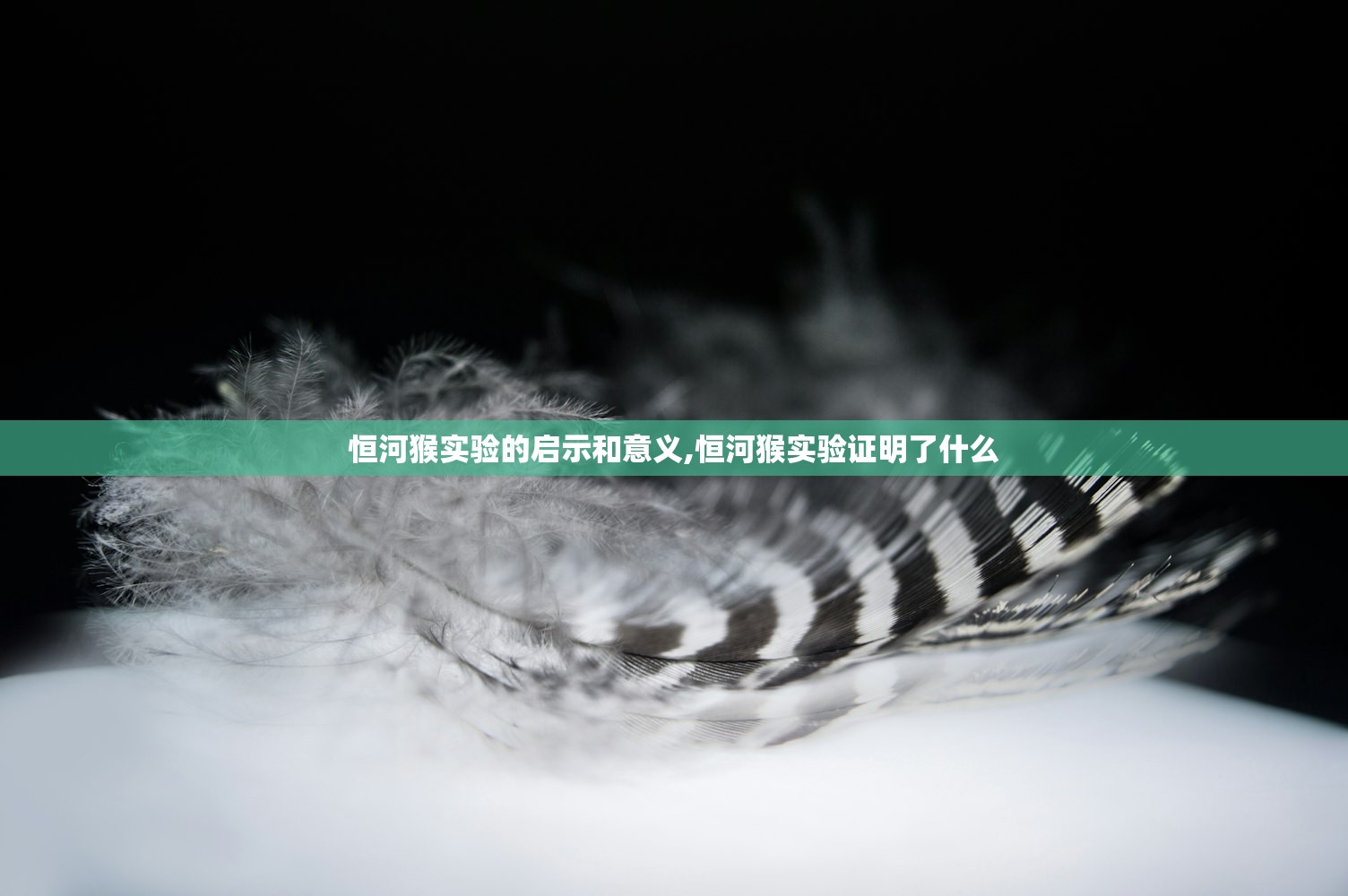 恒河猴实验的启示和意义,恒河猴实验证明了什么 恒河猴实验的启示和意义,恒河猴实验证明了什么