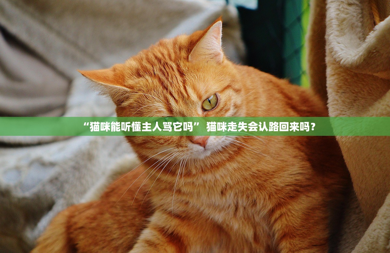 “猫咪能听懂主人骂它吗” 猫咪走失会认路回来吗？