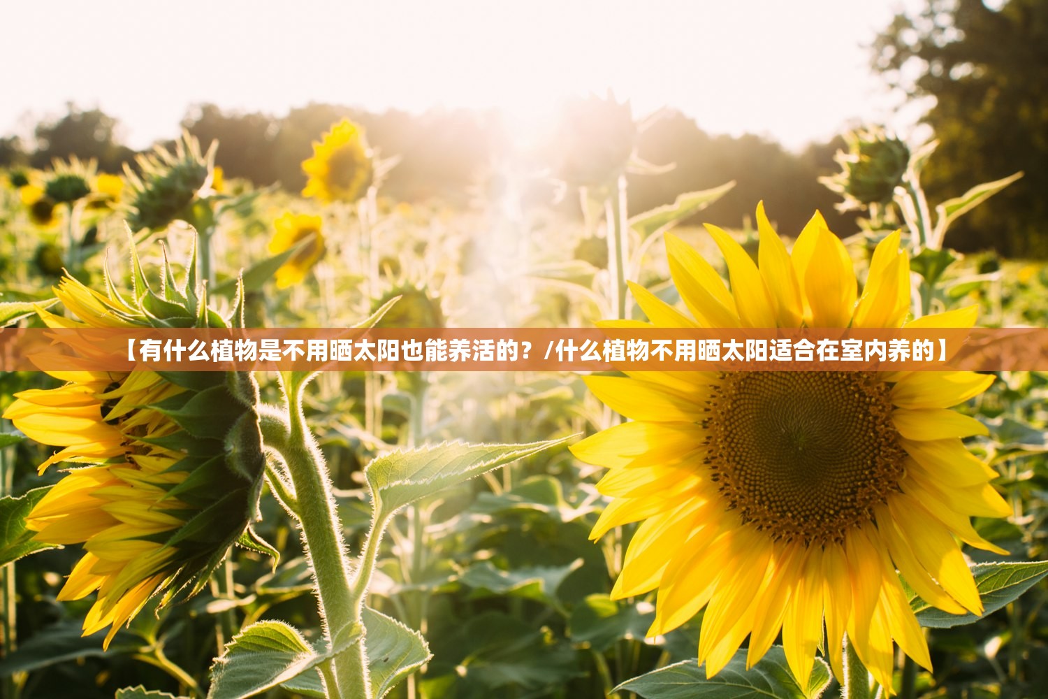 【有什么植物是不用晒太阳也能养活的?/什么植物不用晒太阳适合在室内养的】 【有什么植物是不用晒太阳也能养活的?/什么植物不用晒太阳适合在室内养的】