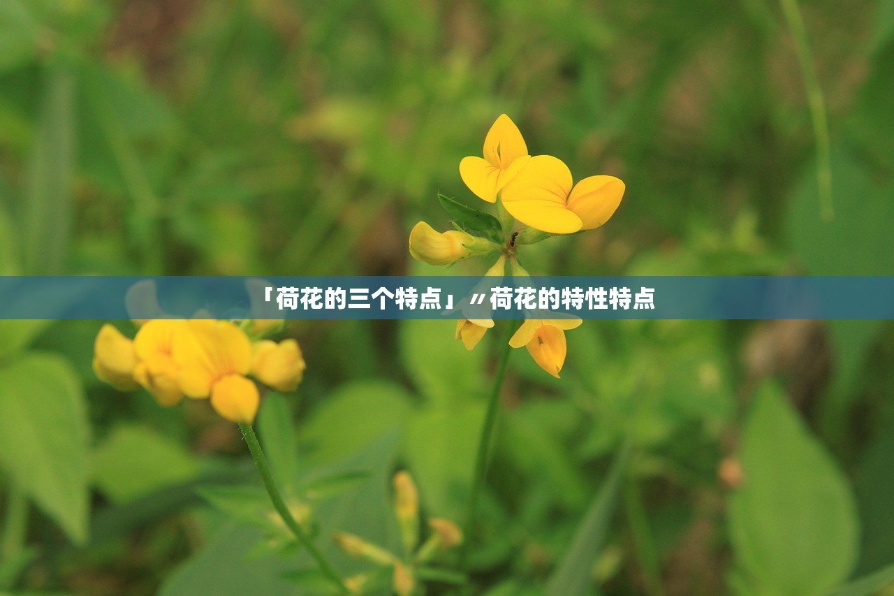 「荷花的三个特点」〃荷花的特性特点 「荷花的三个特点」〃荷花的特性特点