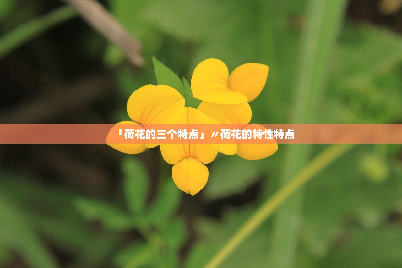 「荷花的三个特点」〃荷花的特性特点 「荷花的三个特点」〃荷花的特性特点