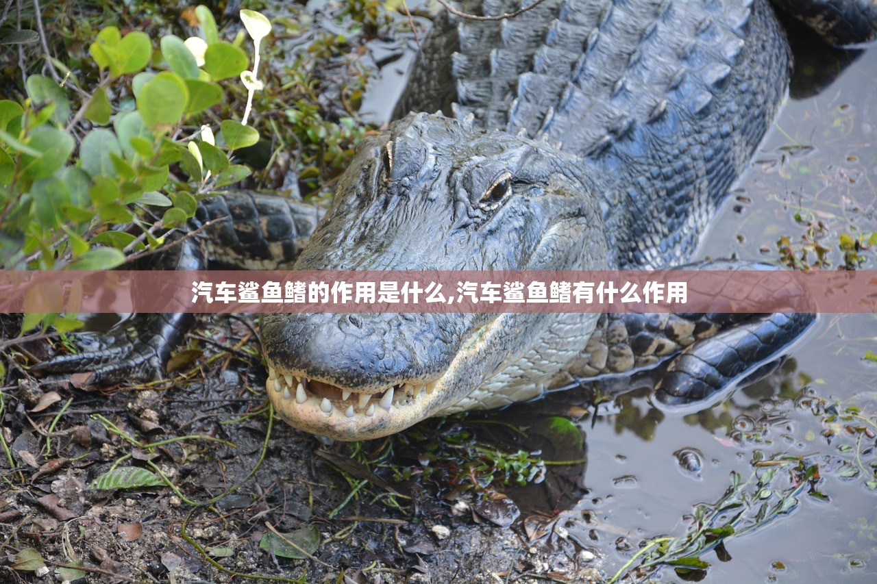 汽车鲨鱼鳍的作用是什么,汽车鲨鱼鳍有什么作用 汽车鲨鱼鳍的作用是什么,汽车鲨鱼鳍有什么作用