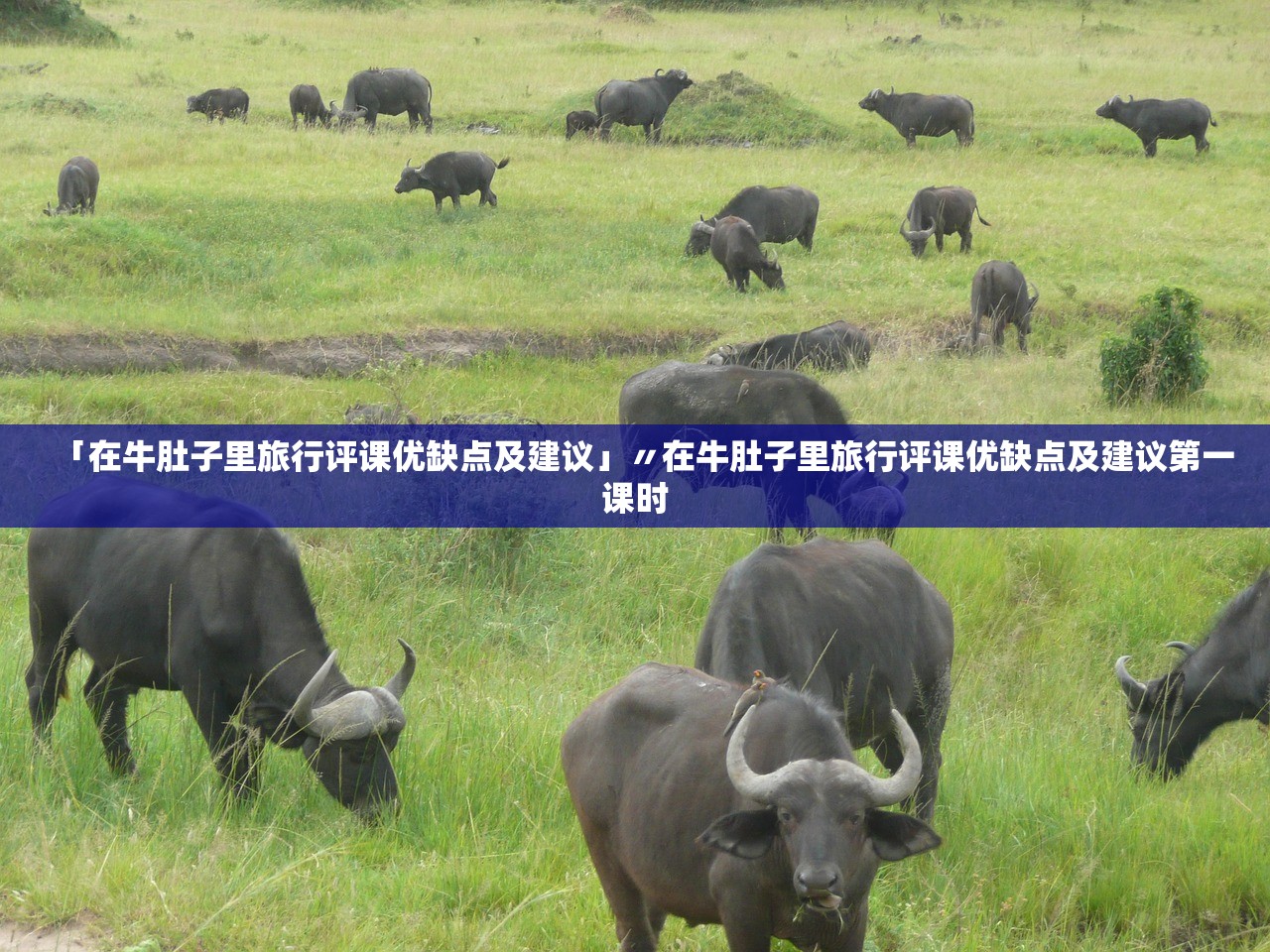 「在牛肚子里旅行评课优缺点及建议」〃在牛肚子里旅行评课优缺点及建议第一课时 「在牛肚子里旅行评课优缺点及建议」〃在牛肚子里旅行评课优缺点及建议第一课时