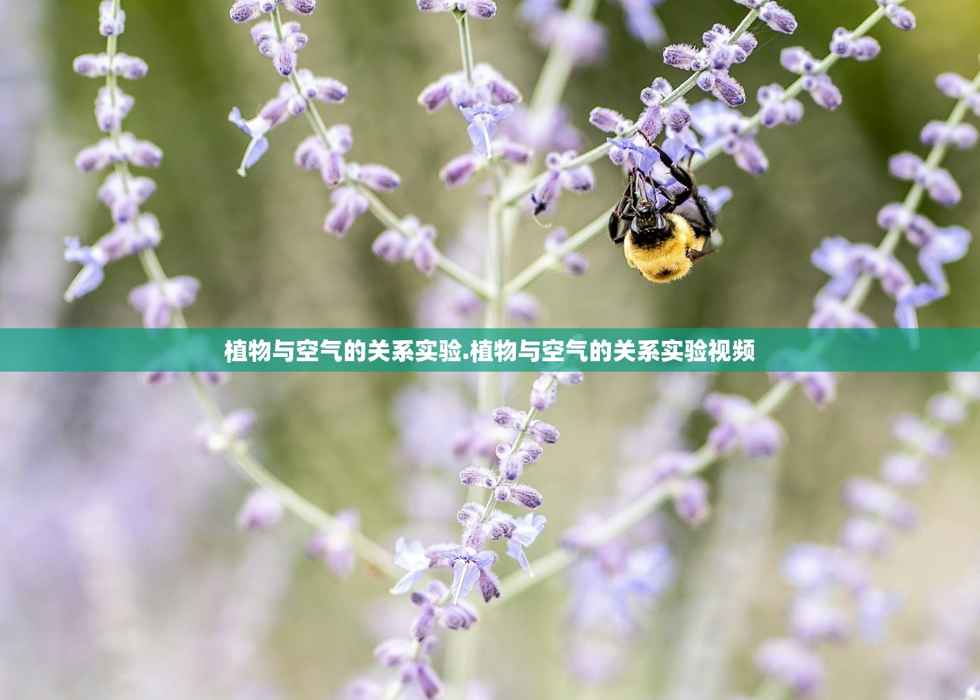 植物与空气的关系实验.植物与空气的关系实验视频 植物与空气的关系实验.植物与空气的关系实验视频