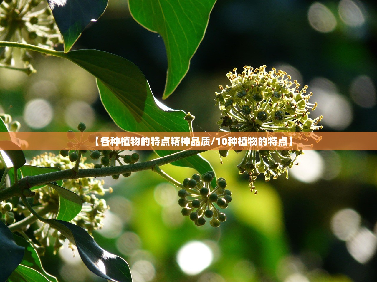 【各种植物的特点精神品质/10种植物的特点】