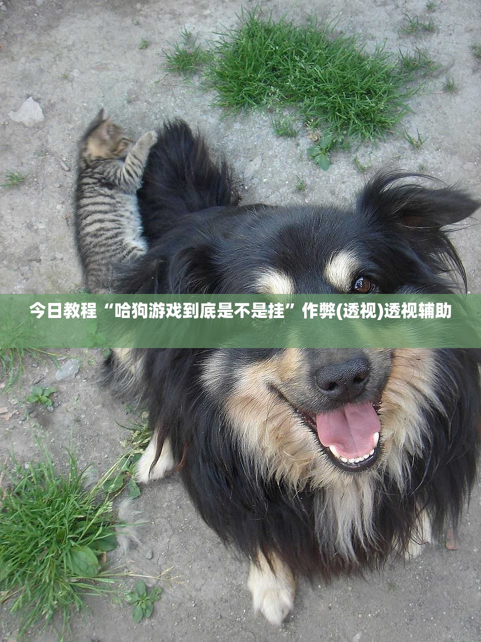 今日教程“哈狗游戏到底是不是挂”作弊(透视)透视辅助 