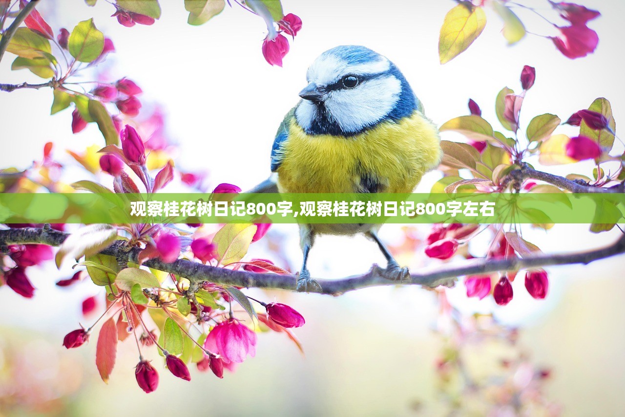 观察桂花树日记800字,观察桂花树日记800字左右
