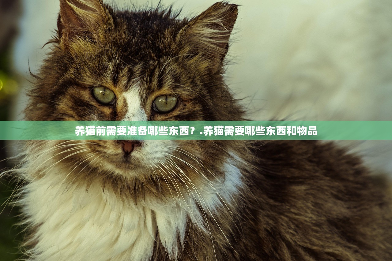 养猫前需要准备哪些东西？.养猫需要哪些东西和物品