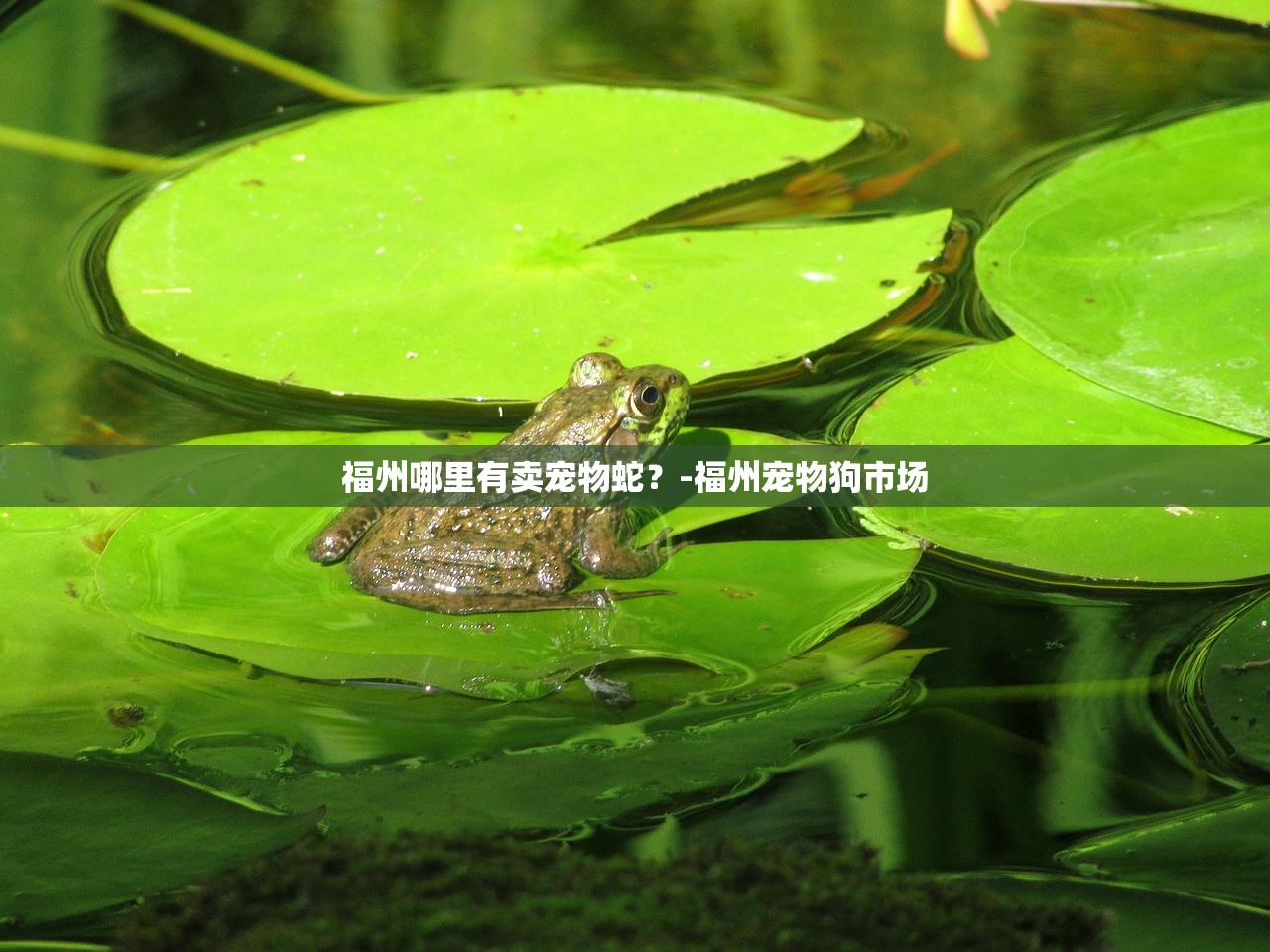 福州哪里有卖宠物蛇？-福州宠物狗市场