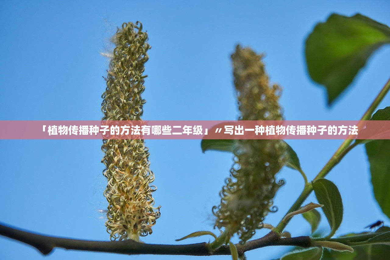 「植物传播种子的方法有哪些二年级」〃写出一种植物传播种子的方法
