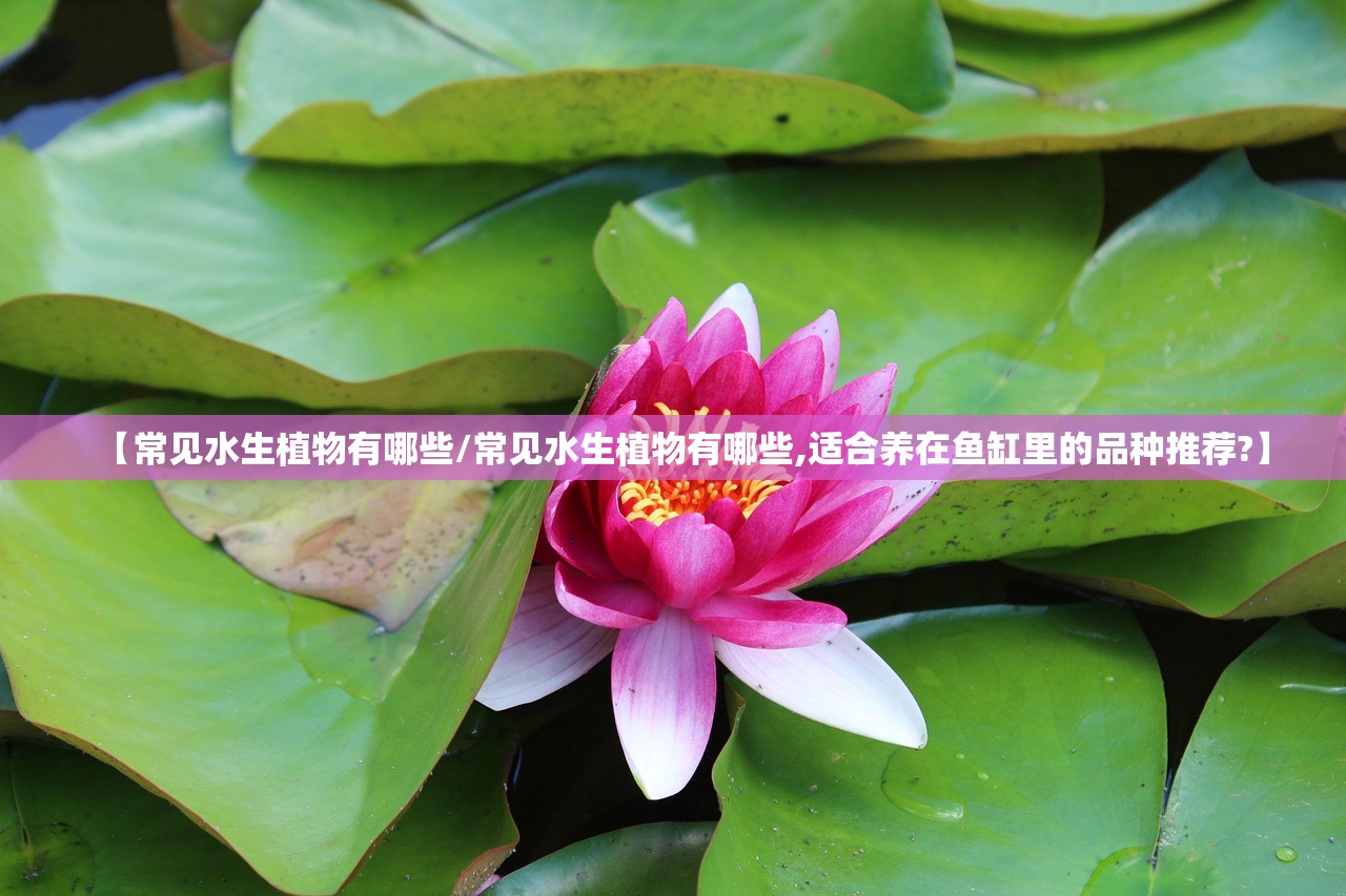 【常见水生植物有哪些/常见水生植物有哪些,适合养在鱼缸里的品种推荐?】 【常见水生植物有哪些/常见水生植物有哪些,适合养在鱼缸里的品种推荐?】