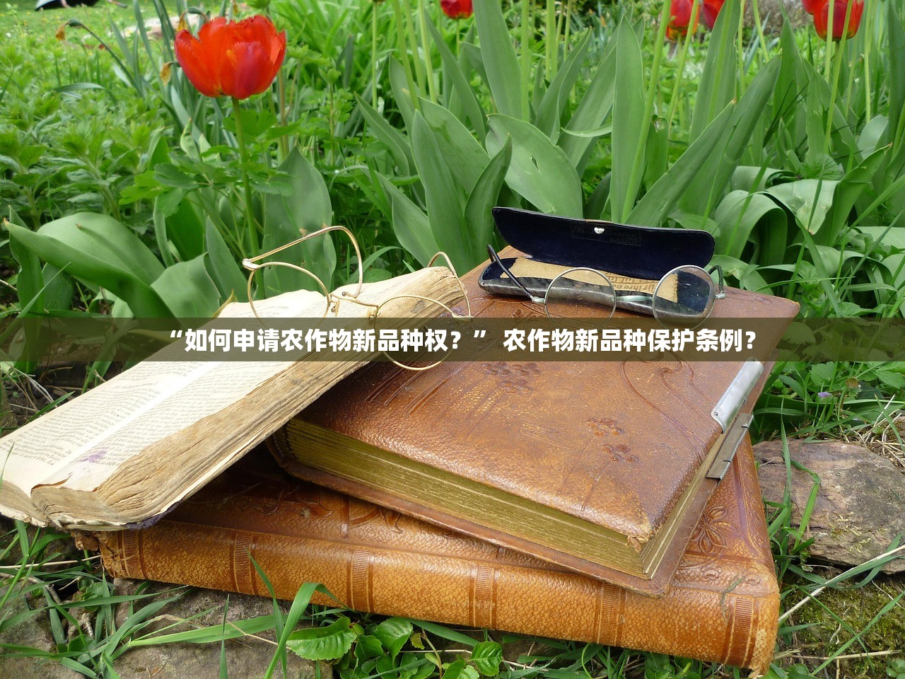 “如何申请农作物新品种权？” 农作物新品种保护条例？