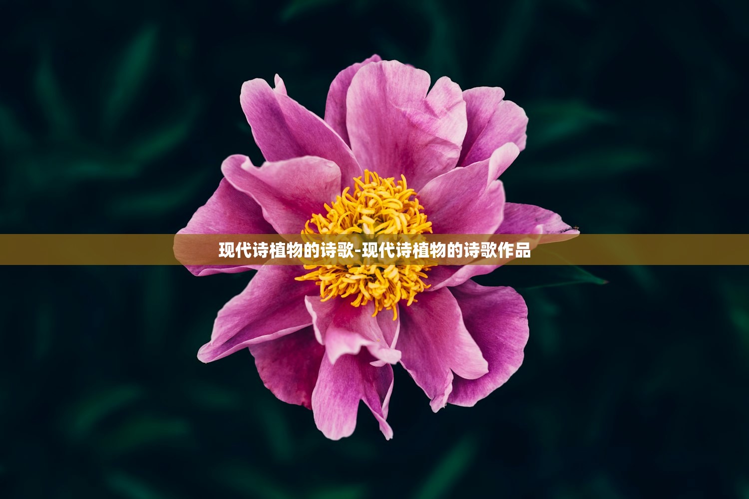 现代诗植物的诗歌-现代诗植物的诗歌作品 现代诗植物的诗歌-现代诗植物的诗歌作品