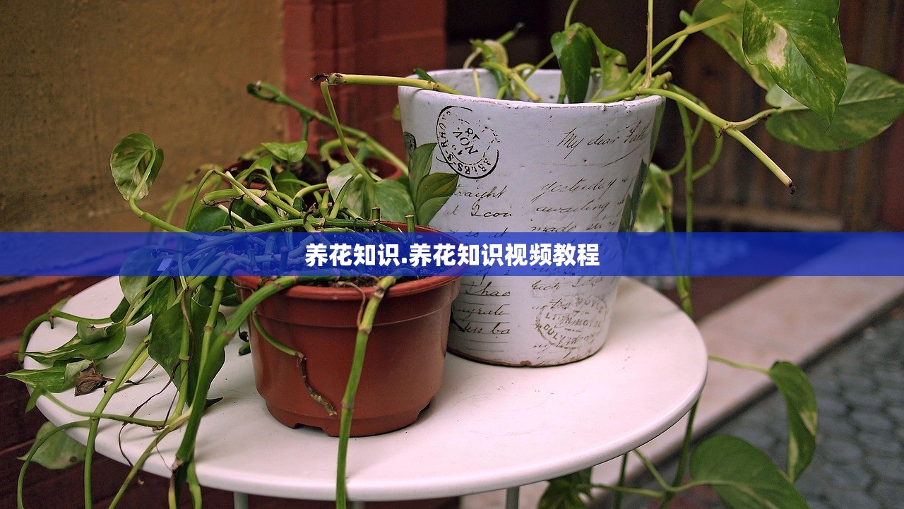 养花知识.养花知识视频教程 养花知识.养花知识视频教程