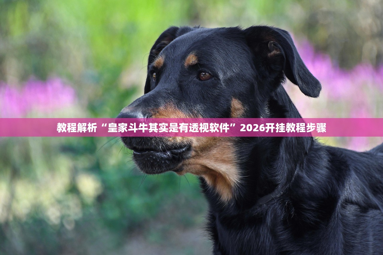 教程解析“皇家斗牛其实是有透视软件”2026开挂教程步骤