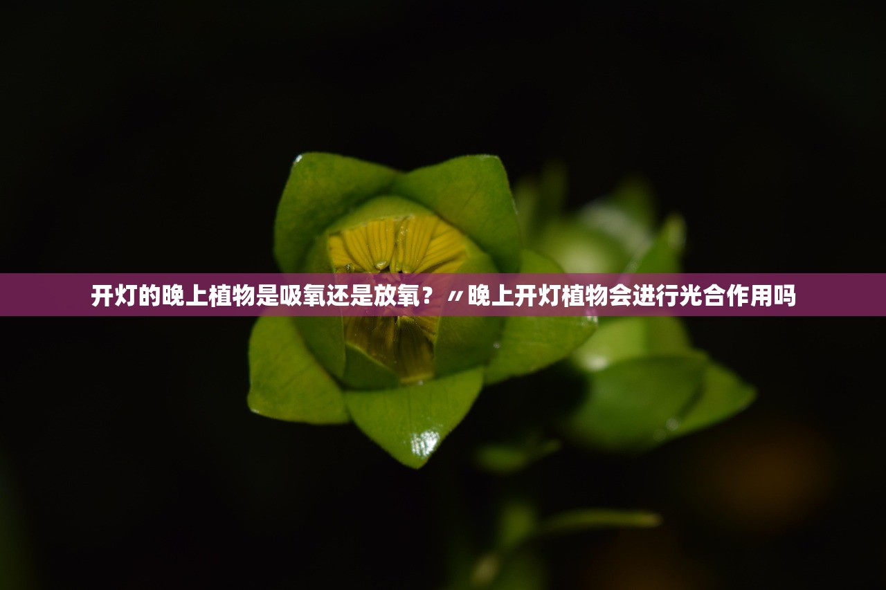 开灯的晚上植物是吸氧还是放氧？〃晚上开灯植物会进行光合作用吗